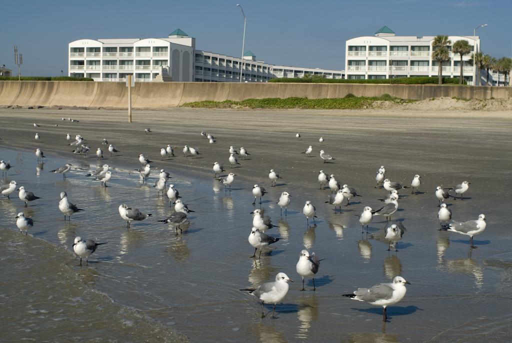 Casa Del Mar Beachfront Suites Galveston Esterno foto
